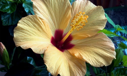 Hibiskusblüte