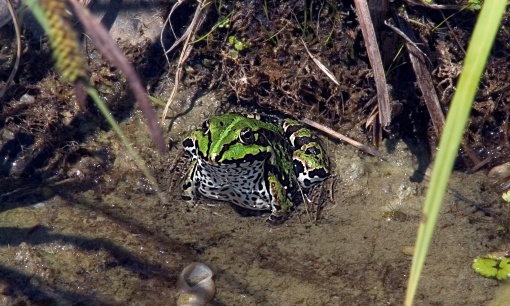 Teichfrosch (Rana esculenta)
